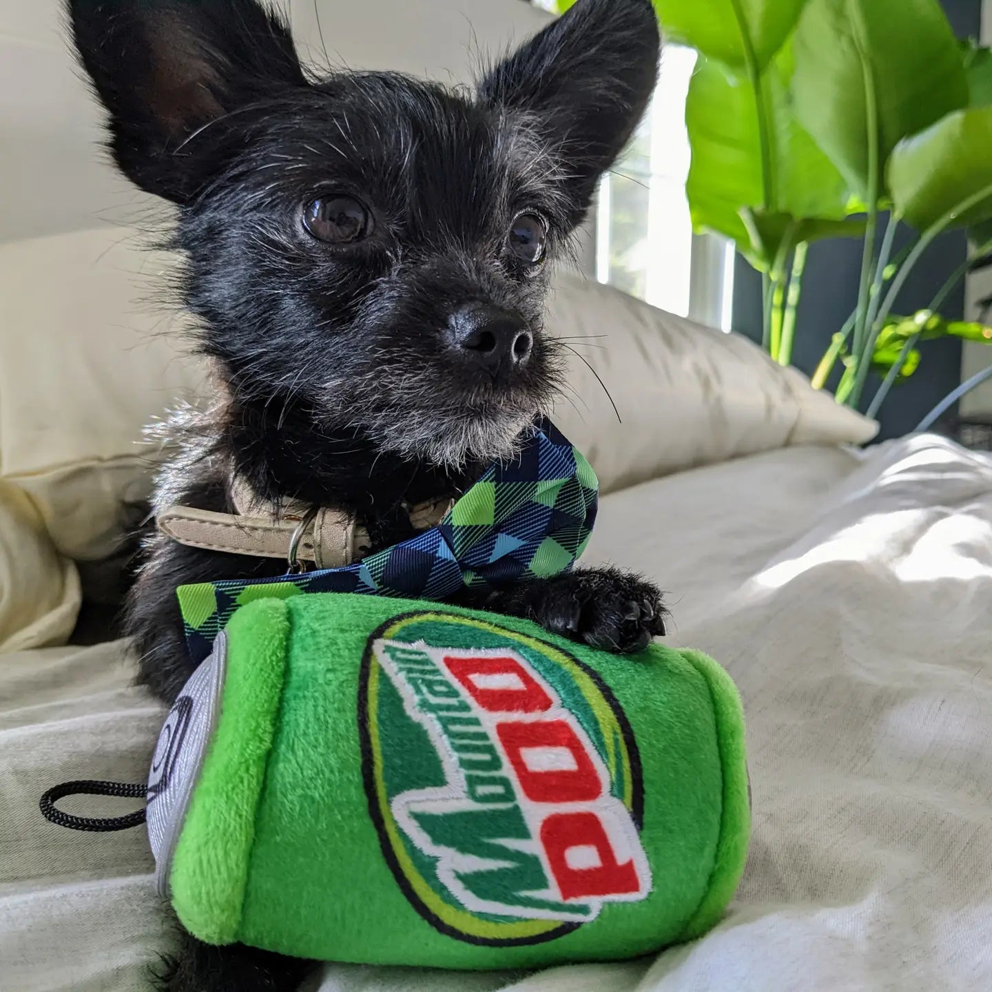 Mountain Poo Dog Toy